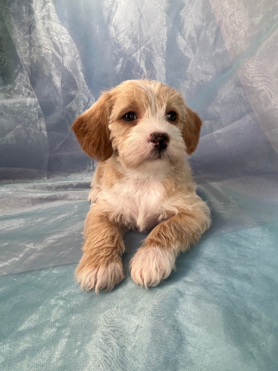 Female Schnoodle, F1, DOB 10-30-2022, $1200